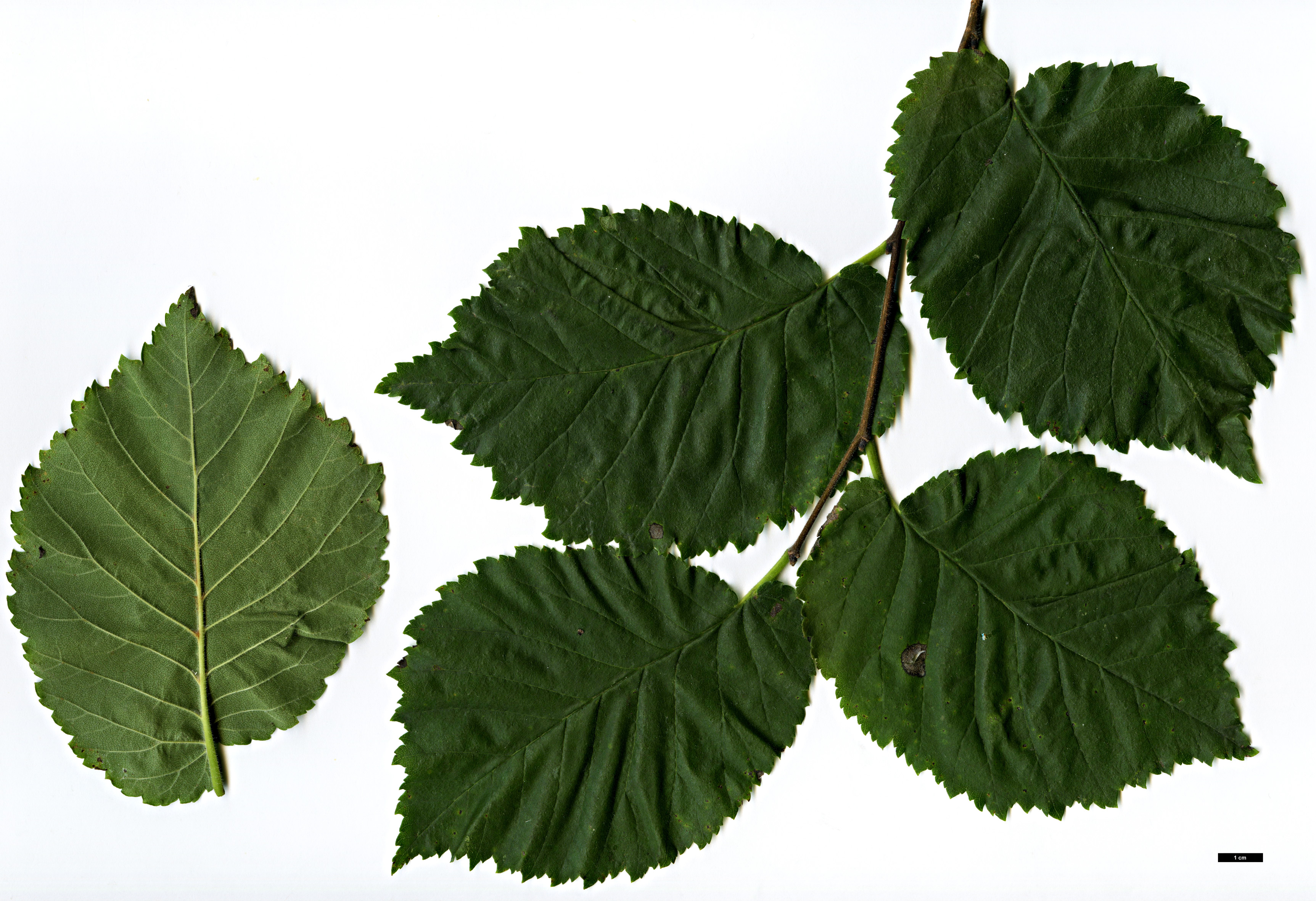High resolution image: Family: Ulmaceae - Genus: Ulmus - Taxon: ×hollandica - SpeciesSub: 'Dauvessei' (U.glabra × U.minor)
